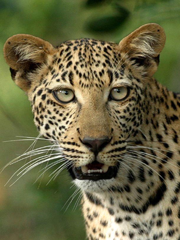 Leopard by The Tour and Shuttle Guy