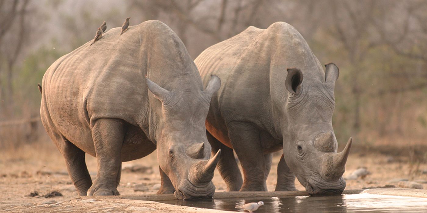 Rhonos in the Kruger National Park